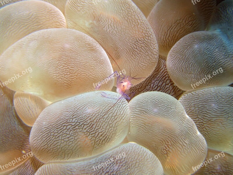 Underwater Scuba Diving Fauna Marine Anemone