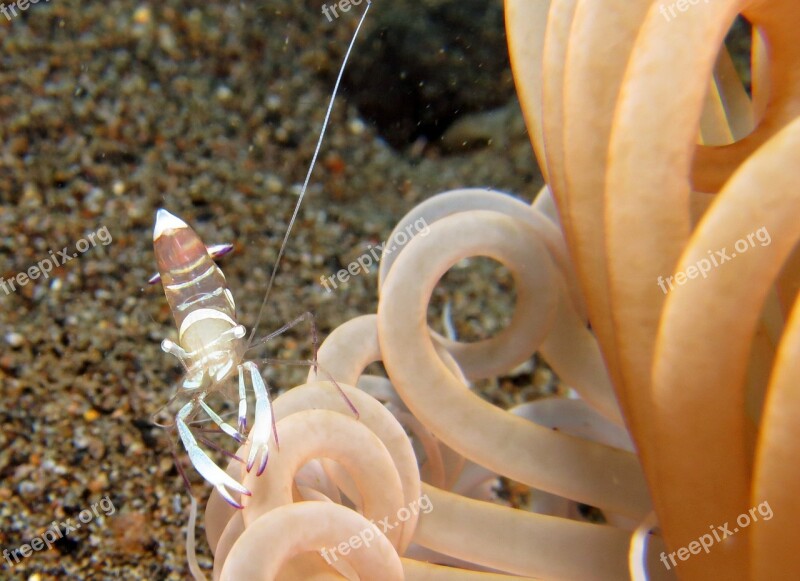 Underwater Scuba Diving Fauna Marine Anemone