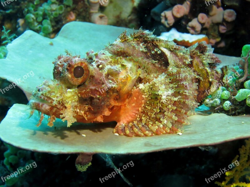 Underwater Scuba Diving Fauna Marine Stone Fish