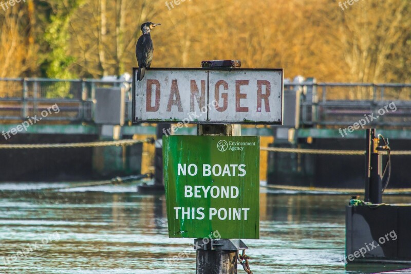 Bird River Nature Cormorant Free Photos