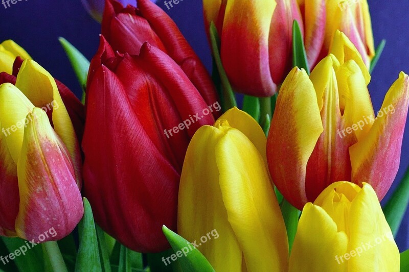 Flowers Tulips Spring Nature Yellow