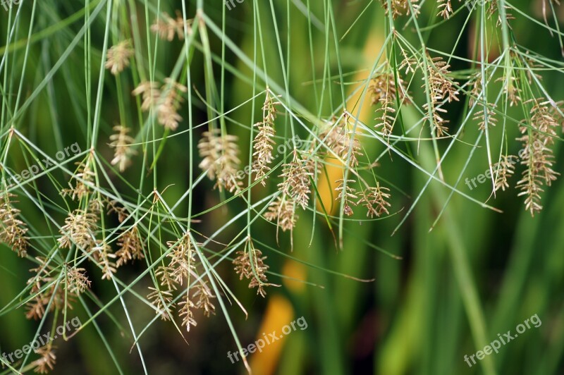 Green Tropical Leaf Nature Outdoor