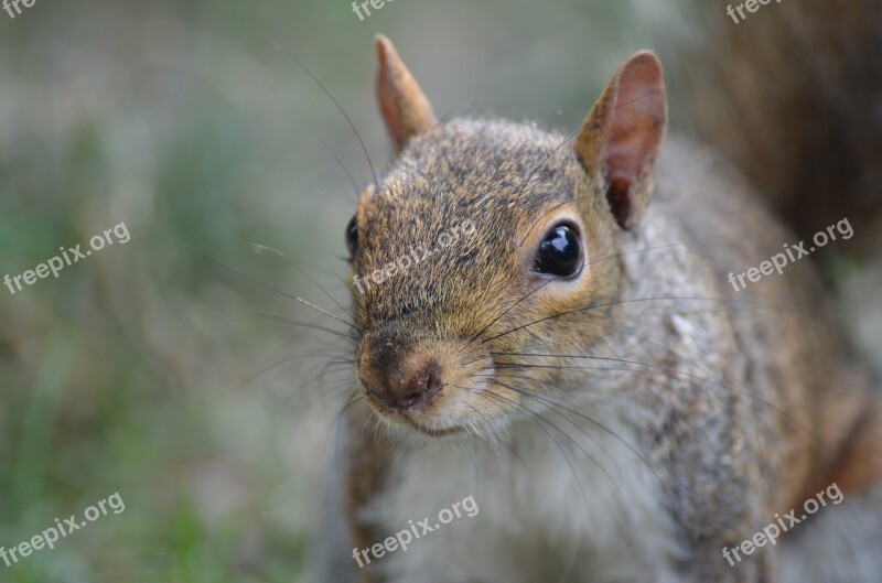 Squirrel Park Animal Animals Central Park