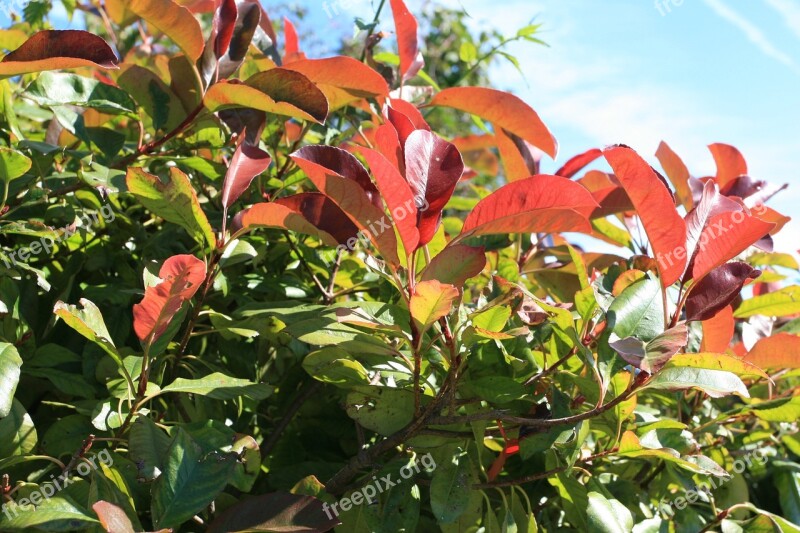 Bush Red And Green Leaves Nature Summer