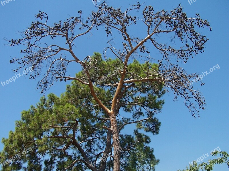 Tree Nature Summer Landscape The Sun