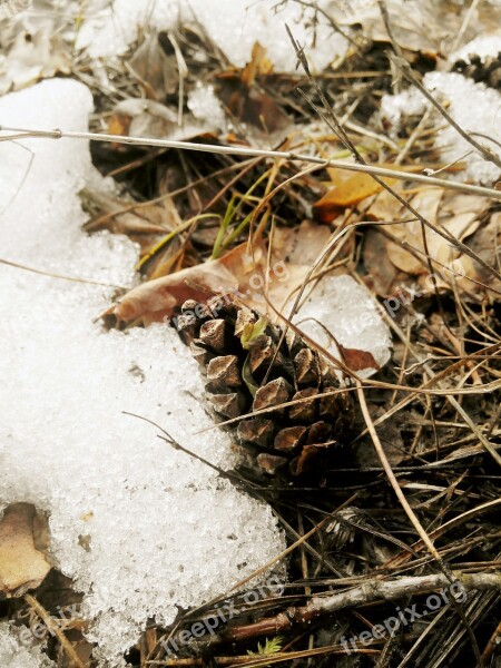 Pine Cone Forest Sheet Nature Cones