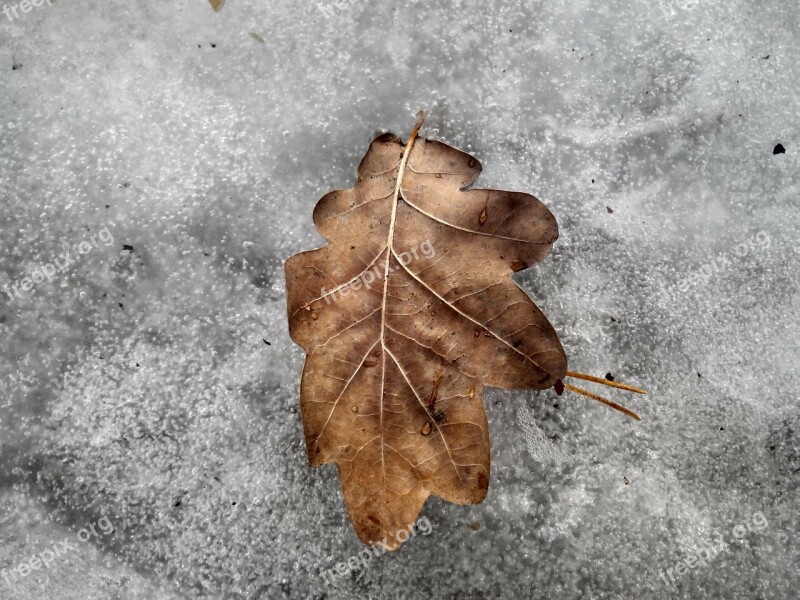 Sheet Forest Tree Ice Snow