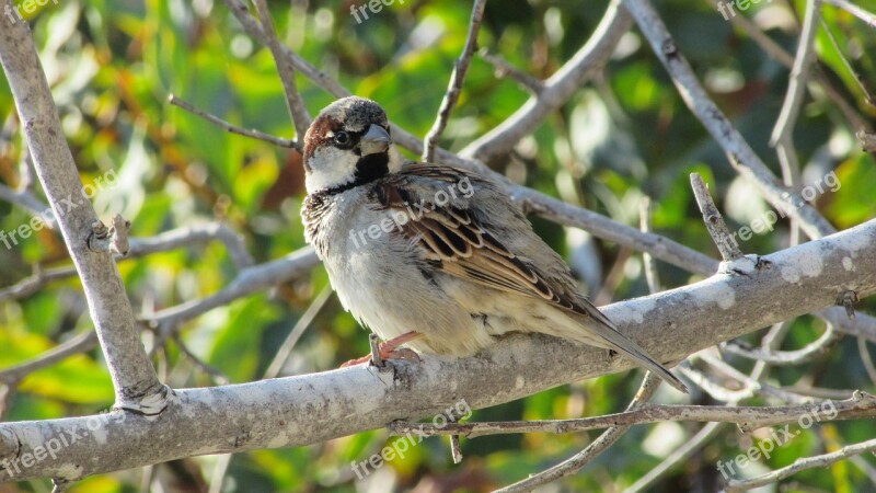 Cyprus Sparrow Bird Tree Free Photos