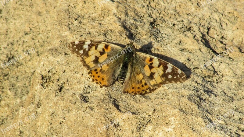 Cyprus Cavo Greko National Park Butterfly Free Photos