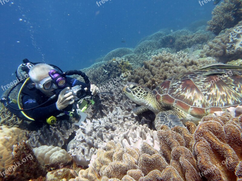 Underwater Scuba Diving Fauna Diver Turtle