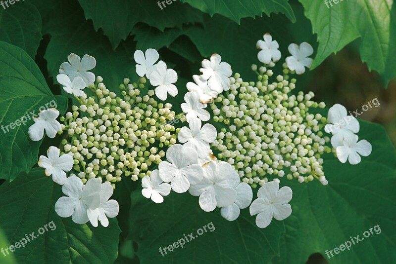 Puts Shoes Plants Viburnum Opulus Flowers Bush