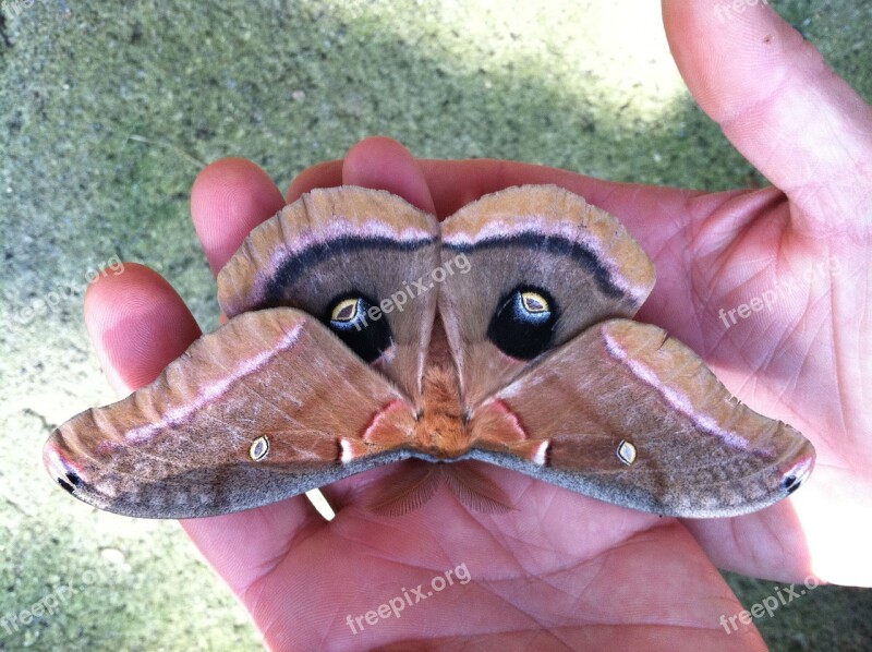 Moth Insect Wings Free Photos