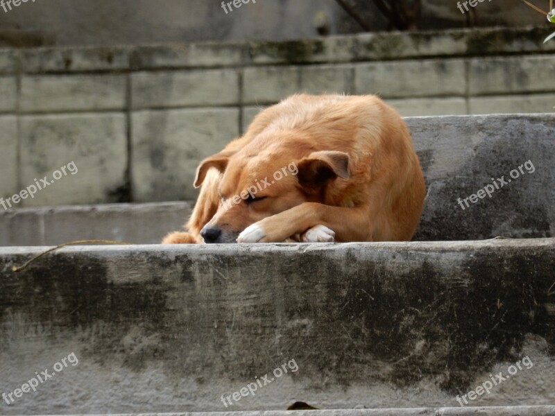 Dog Homeless Sleep Outdoors Havana