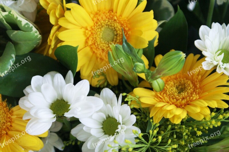 Flowers Yellow Flowers White Flowers Marguerite Yellow