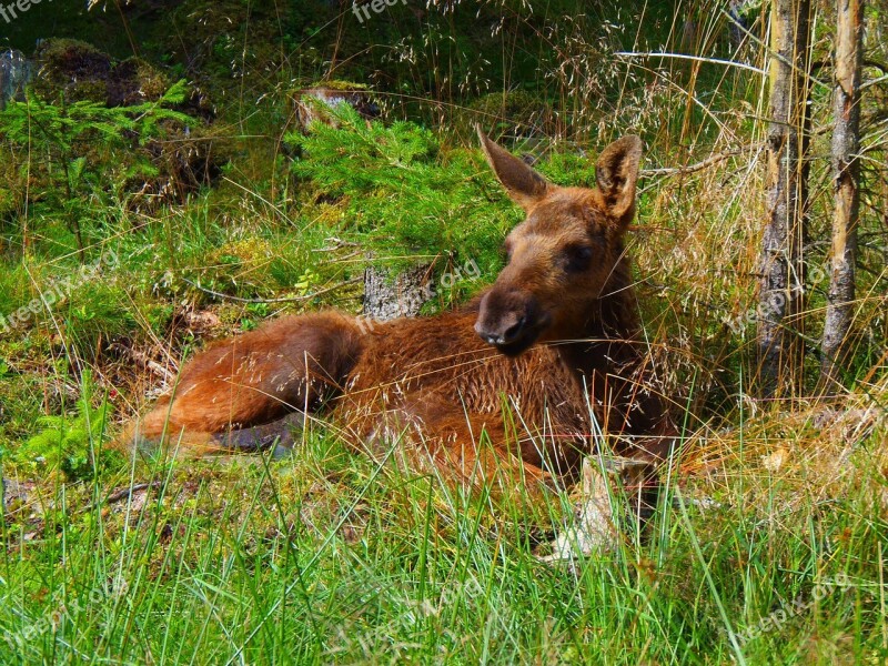 Animals Moose Wildlife Elk Free Photos