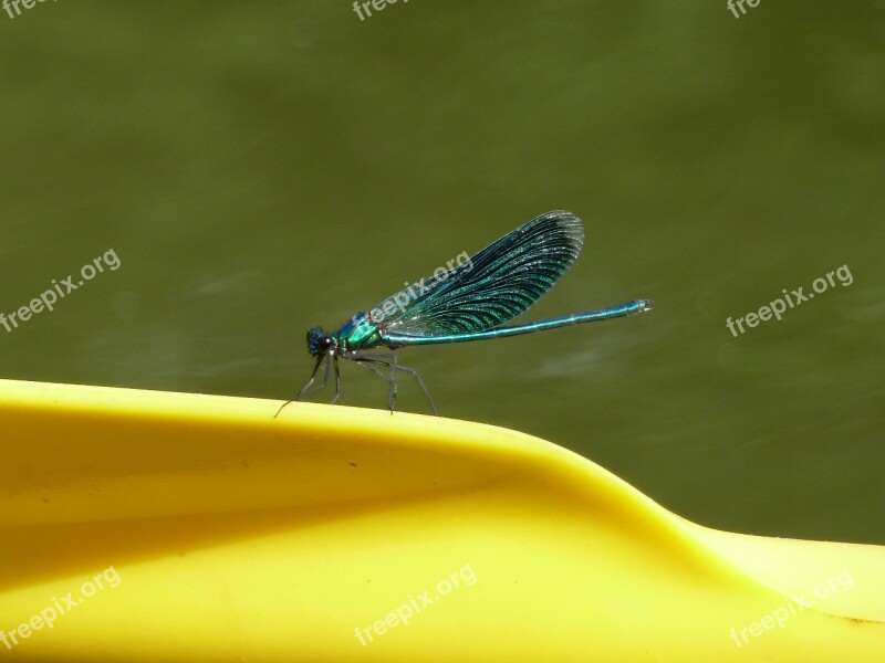 Dragonfly Insect Blue Yellow Nature