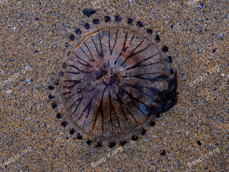 Jellyfish Beach Sand Sea Marine Life