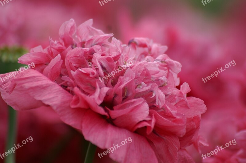 Pink Pink Flower Love Flowers Pink Flowers