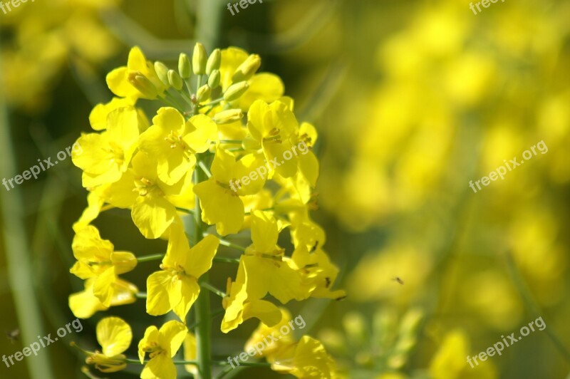 Rapeseed Yellow Flower Yellow Flowers Yellow Macro