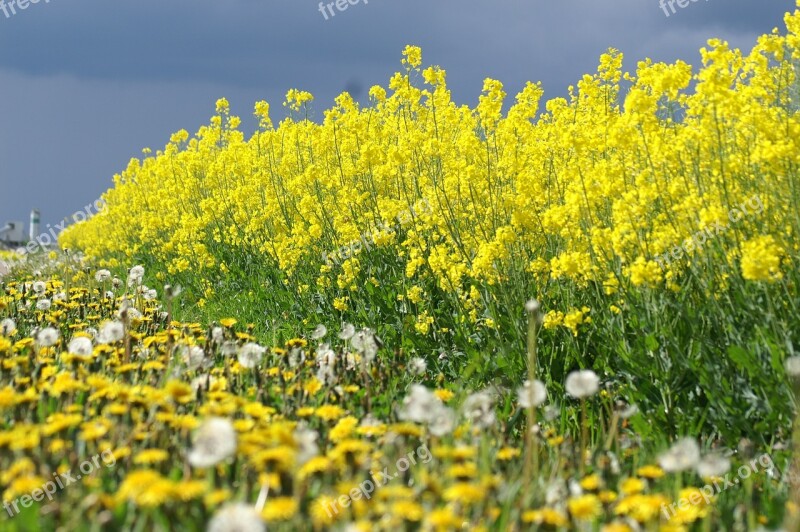 Rapeseed Yellow Flowers Summer Fields Yellow