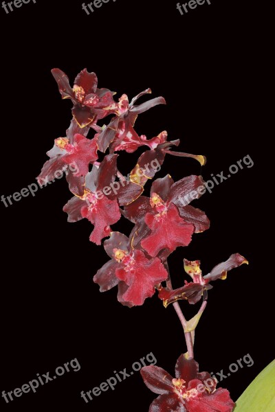 Orchid Cambria Nature Flower Red