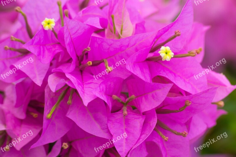 Bougainvillea Flowers Pink Nature Macro