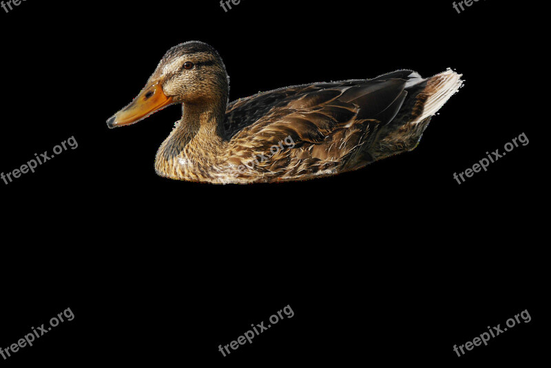 Duck Mallard Animals Aquatic Animals Free Photos