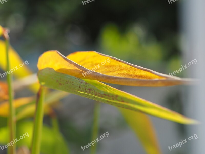 Autumn Leaves Yellow Green Nature Bright