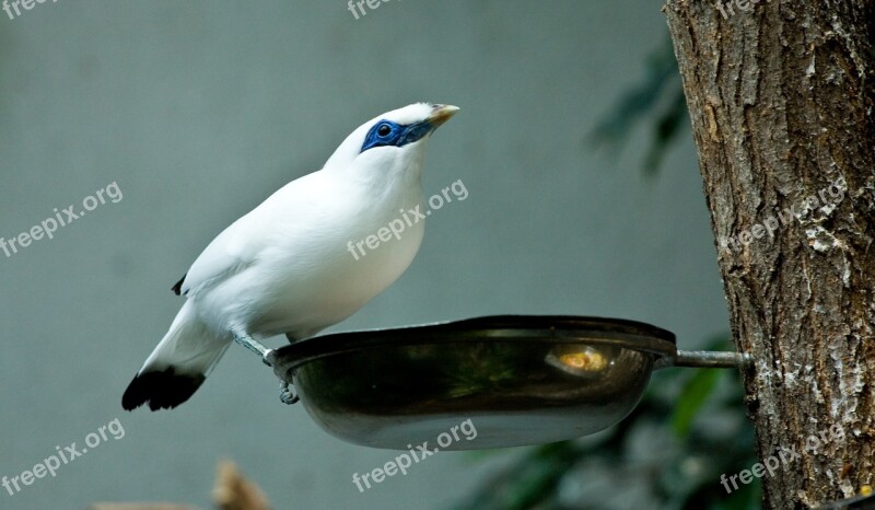 Bird Eat Zoo Peck Birds