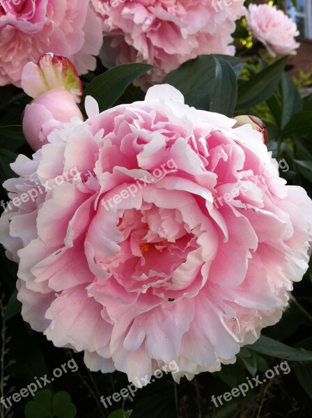 Pink Flower Peony Flower Floral Blossom