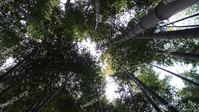 Damyang Bamboo Forest Free Photos