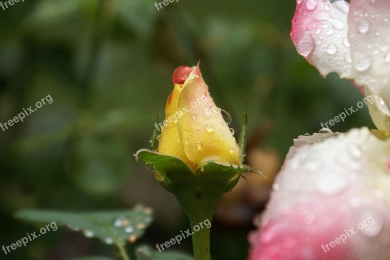 Rosebud Orange Drop Of Water Free Photos