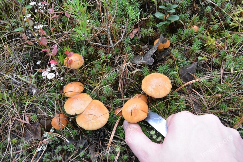 A Lot Mushrooms Delicious Forest Knife