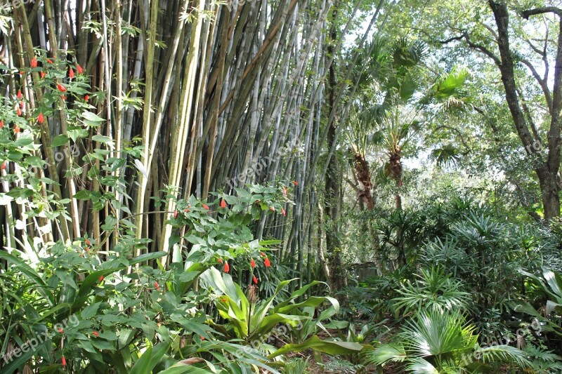 Tropical Bamboo Bamboo Forest Jungle Free Photos