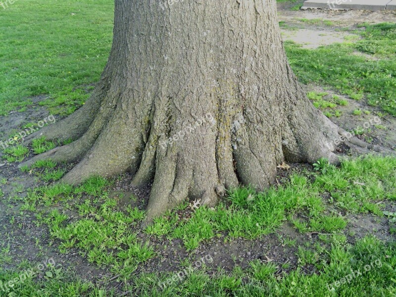 Roots Solid Tree Nature Wood