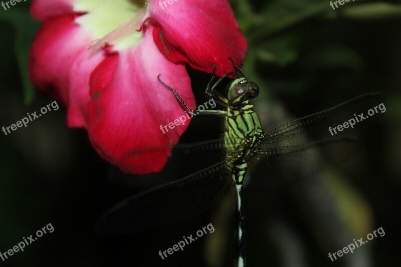 Insect Flower Red Macro Plant