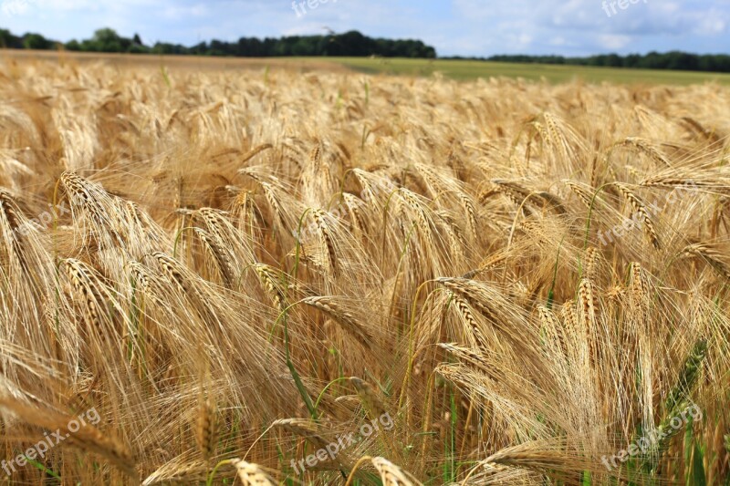 Wheat Fields Cornfield Free Photos