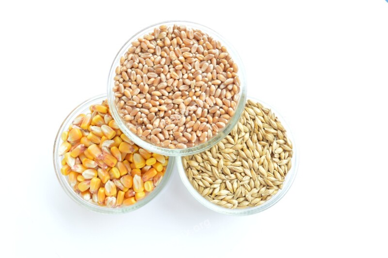 Corn Wheat Barley Free Photos