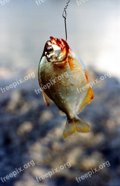 Fish Piranha Dangerous Predator Predatory Fish