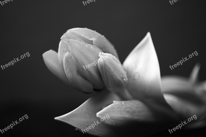 Black Black And White Botany Dark Flower