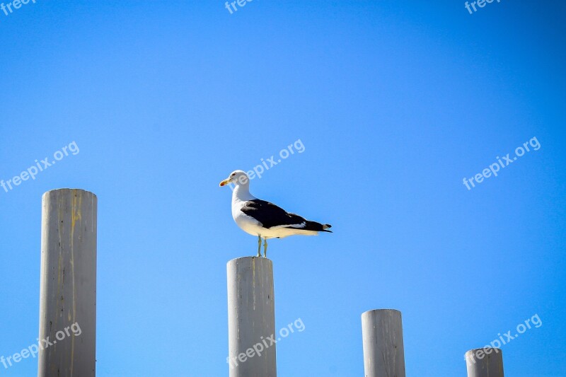 Ave Sky Seagull Bird Los Vilos