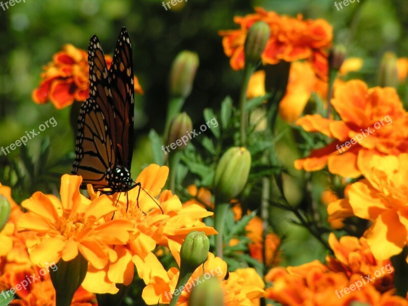 Marigolds Orange Flowers Butterfly Monarch Lepidopteran Insect