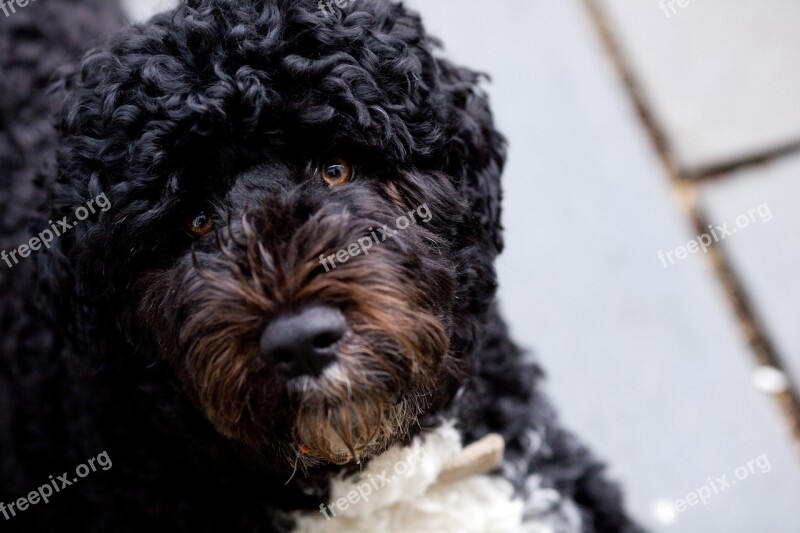 Bo Obama Family Dog March 2010 Portuguese Water Dog White House