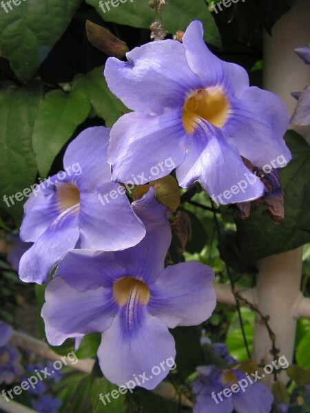 Flowers Blue Climbing Blossomed Nature