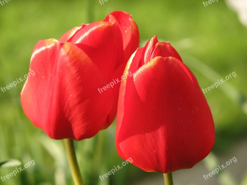 Tulip Red Flower Green Nature