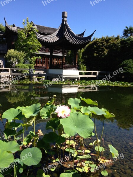 Temple Lotus Zen Basin Japanese Garden