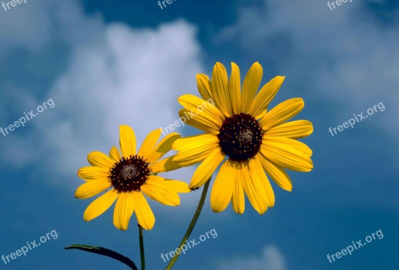 Sunflower Flower Blossomed Yellow Helianthus