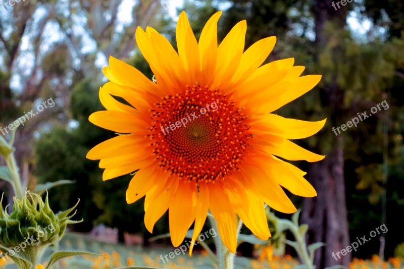 Sunflowers Sunflower Flowers Nature Yellow