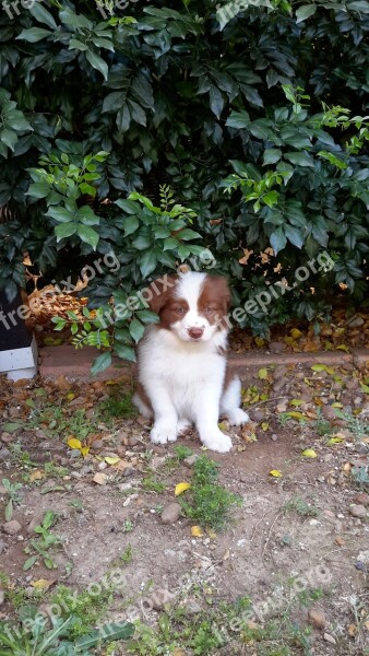 Puppy Border Collie Border Collie Dog