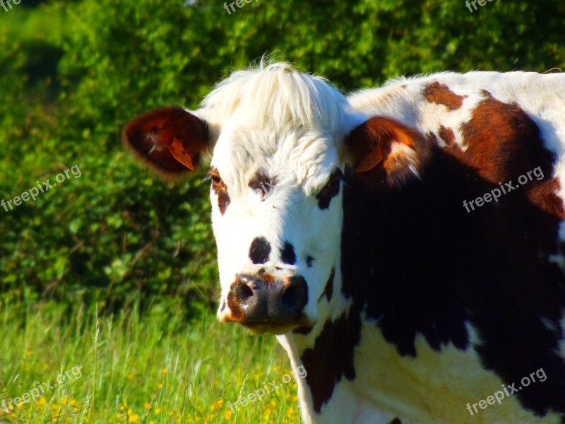 Cow Field Cattle Agriculture Animals